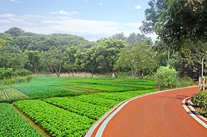 大嶺山鎮新塘村美麗幸福村居建設行動計劃